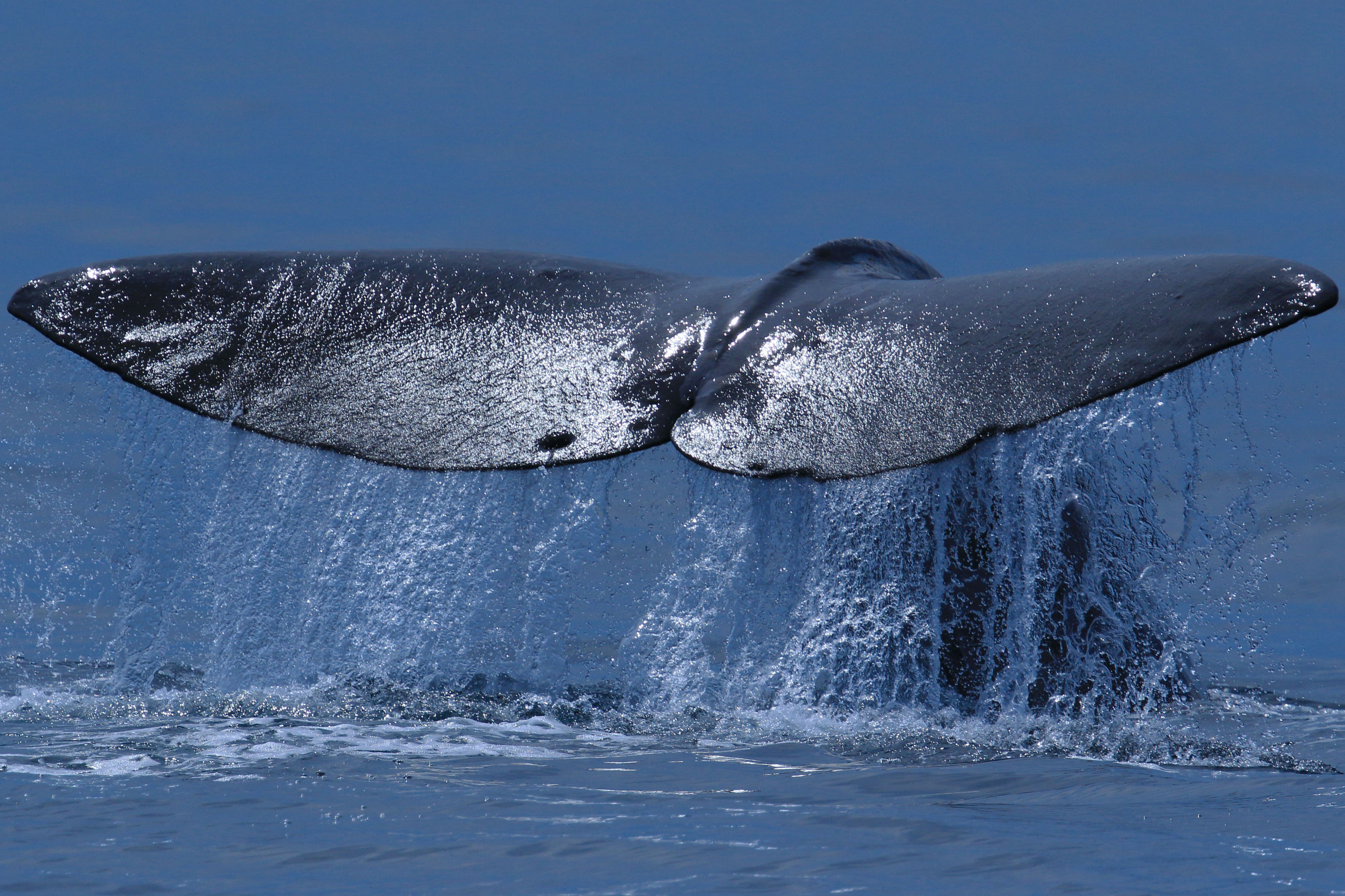 デカい！世界最大肉食動物、知床半島のマッコウクジラの潜水 ：知床ネイチャークルーズ (Whale watching in Shiretoko)  地球の撮り方