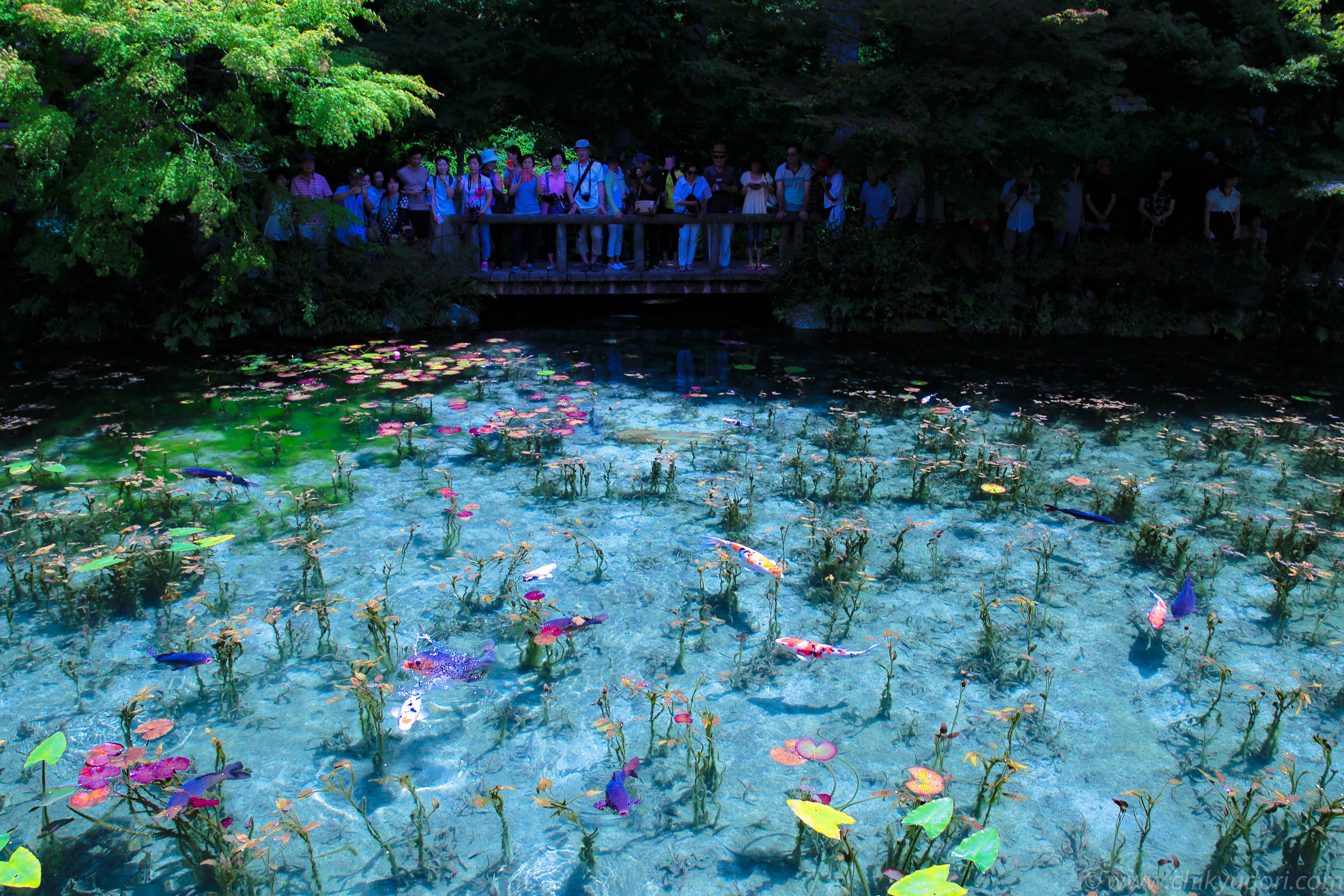 まるで絵画 岐阜県関市のモネの池 名前のない池 地球の撮り方