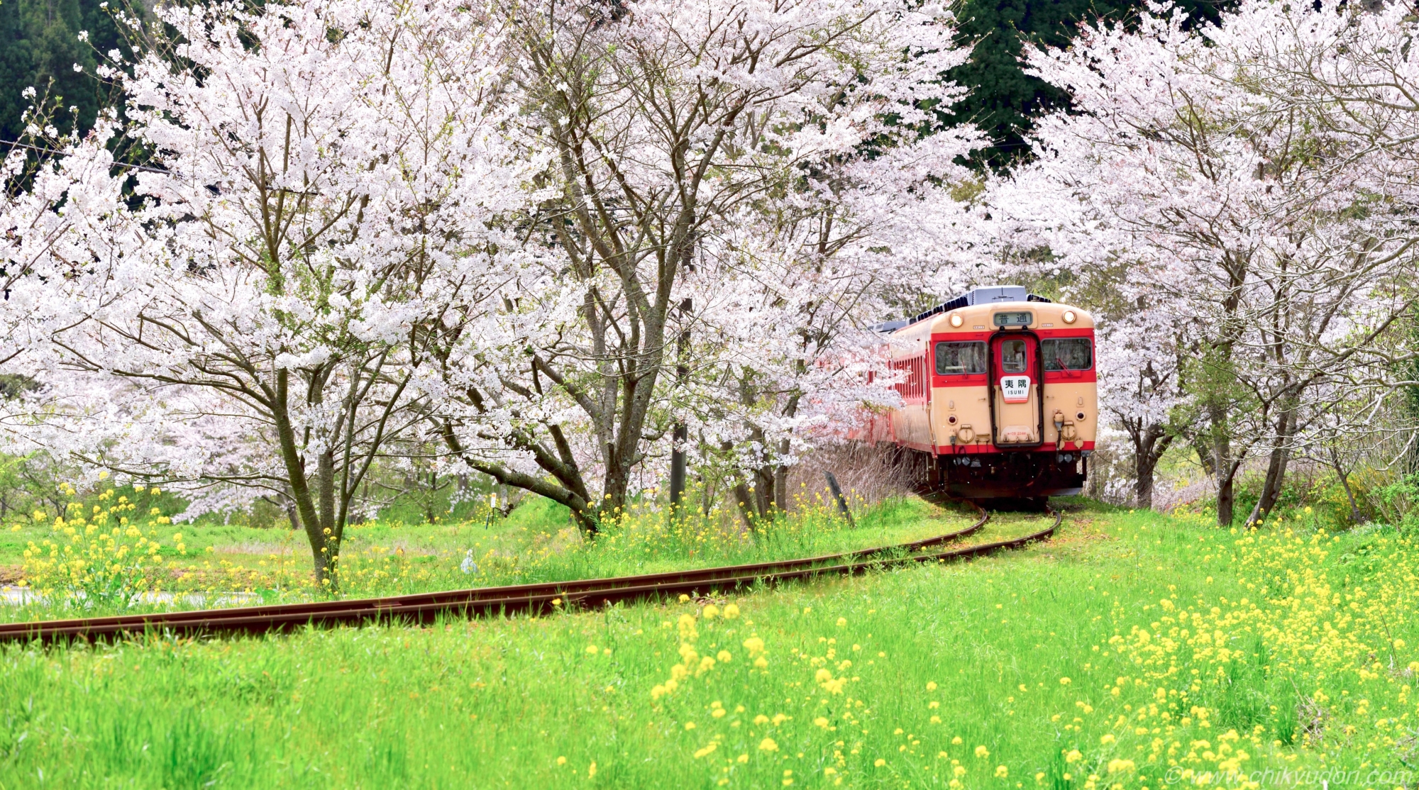 いすみ鉄道の菜の花と桜トンネルとムーミン列車（リモート