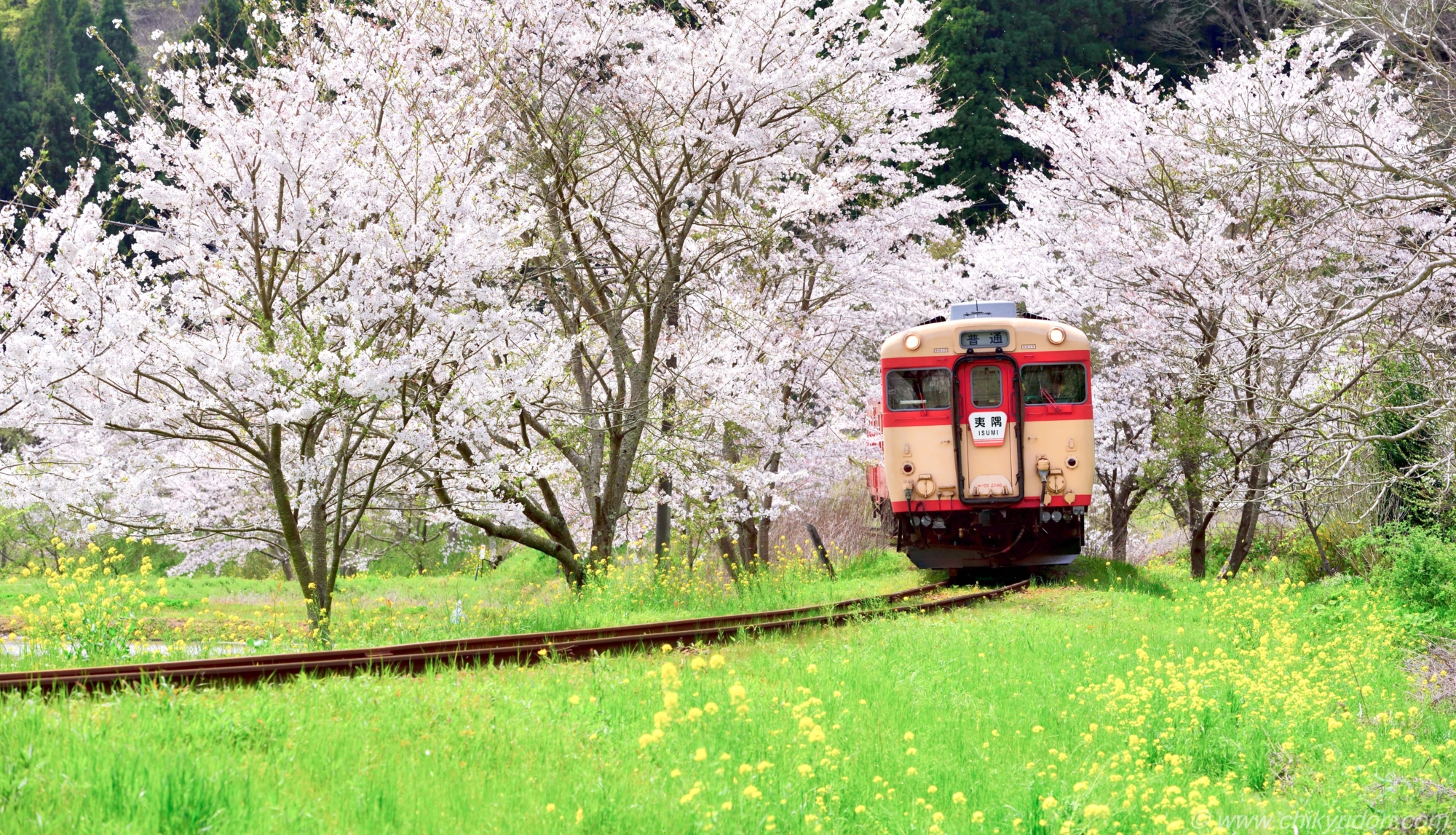 いすみ鉄道の菜の花と桜トンネルとムーミン列車（リモート