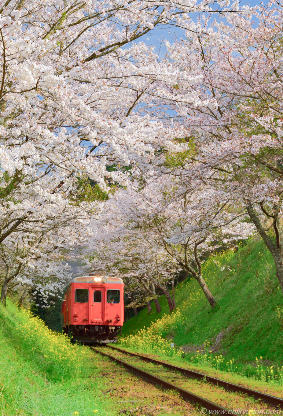 いすみ鉄道の菜の花と桜トンネルとムーミン列車（リモート