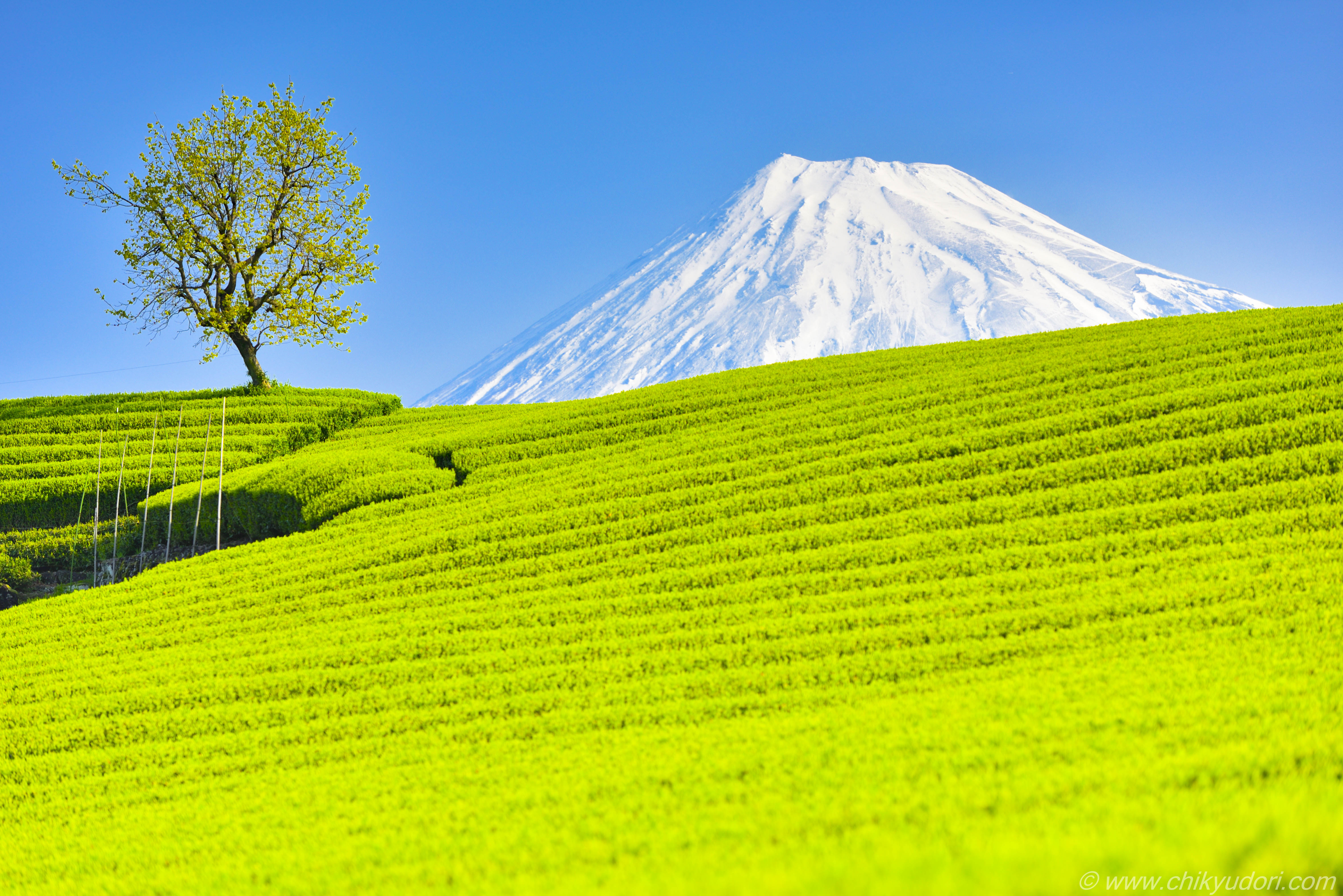 新緑の絨毯 今宮の新芽の茶畑と富士山の絶景 とおすすめplフィルター 地球の撮り方