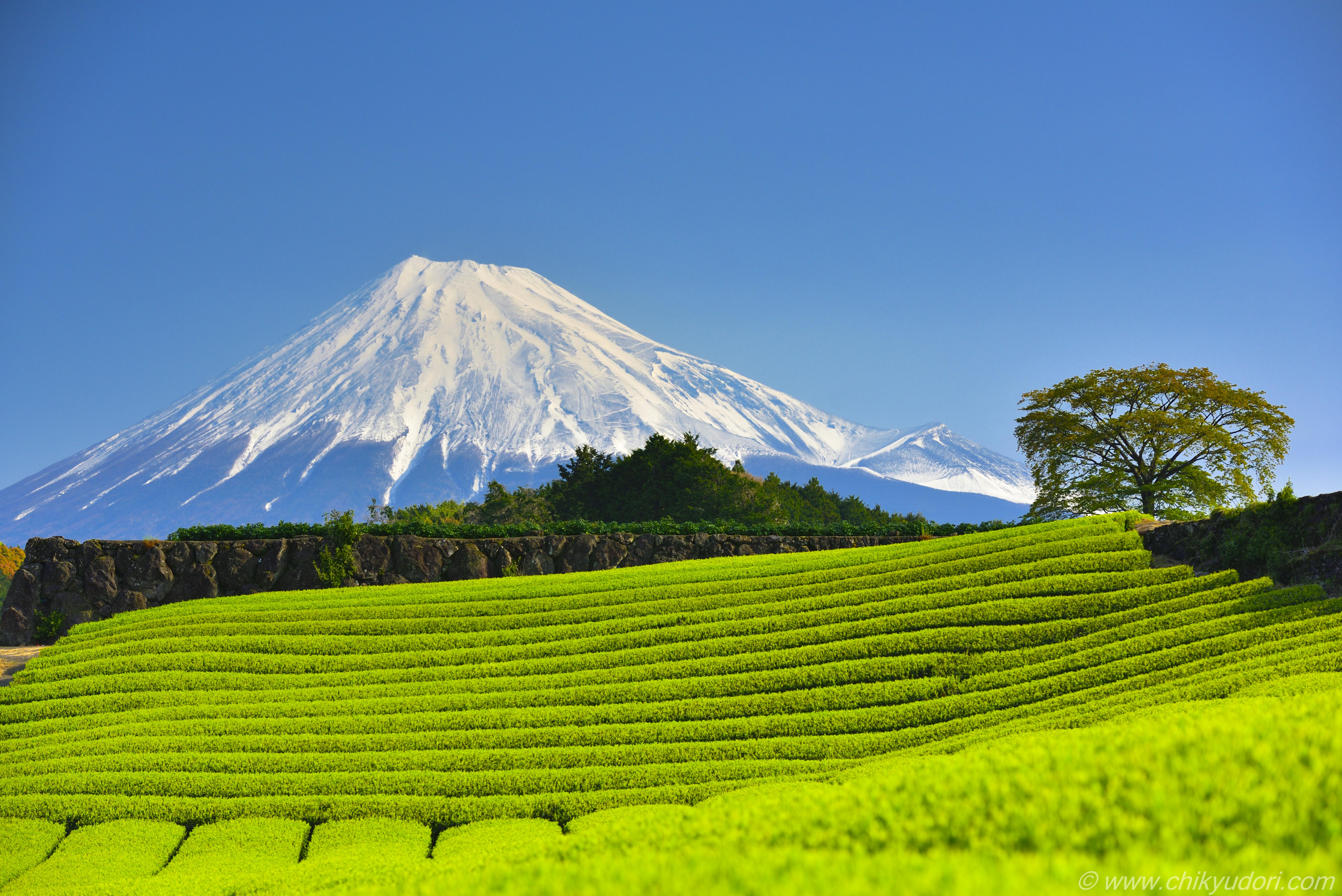 新緑の絨毯 今宮の新芽の茶畑と富士山の絶景 とおすすめplフィルター 地球の撮り方