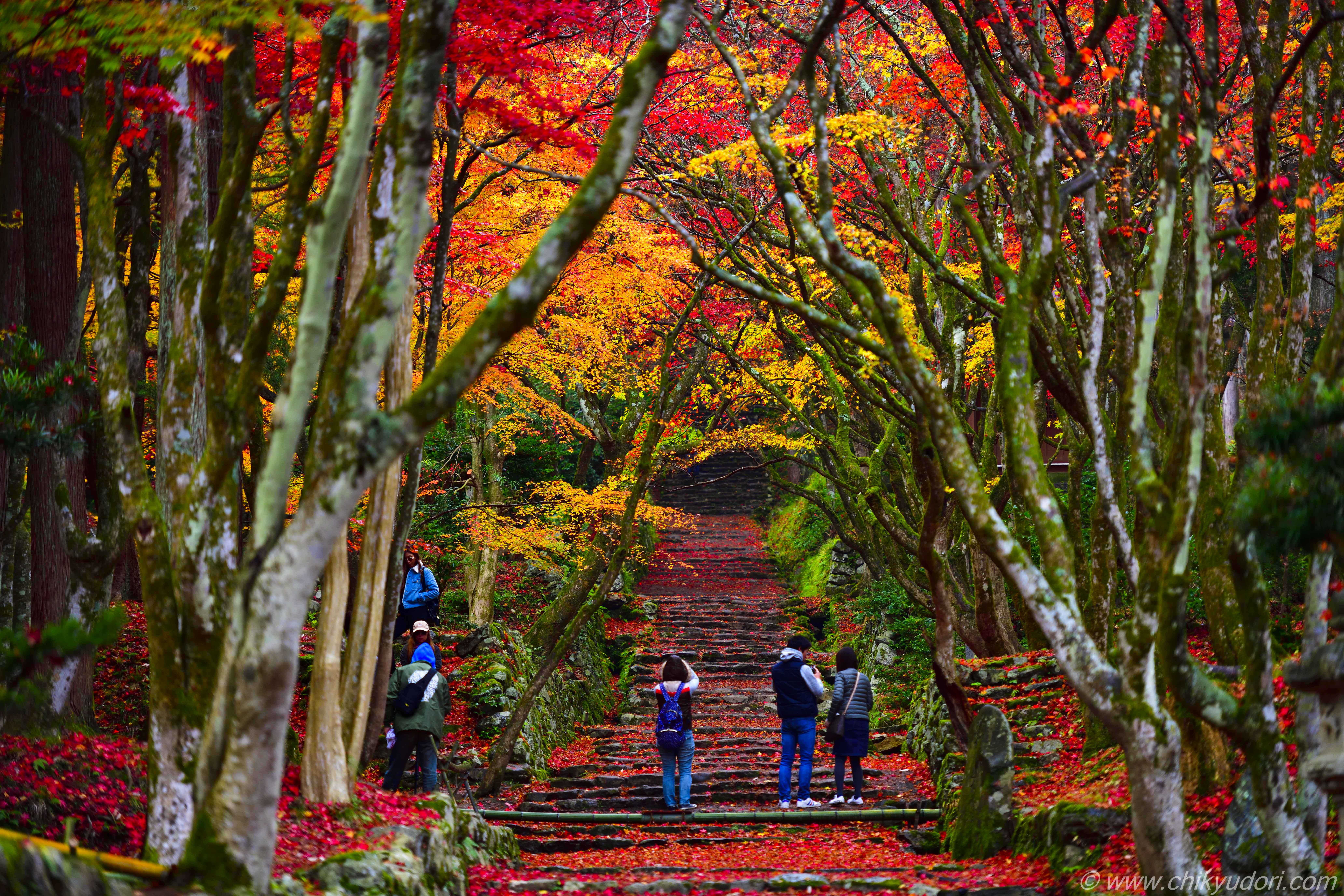 広がる赤もみじの絨毯、滋賀県の鶏足寺の紅葉 - 地球の撮り方