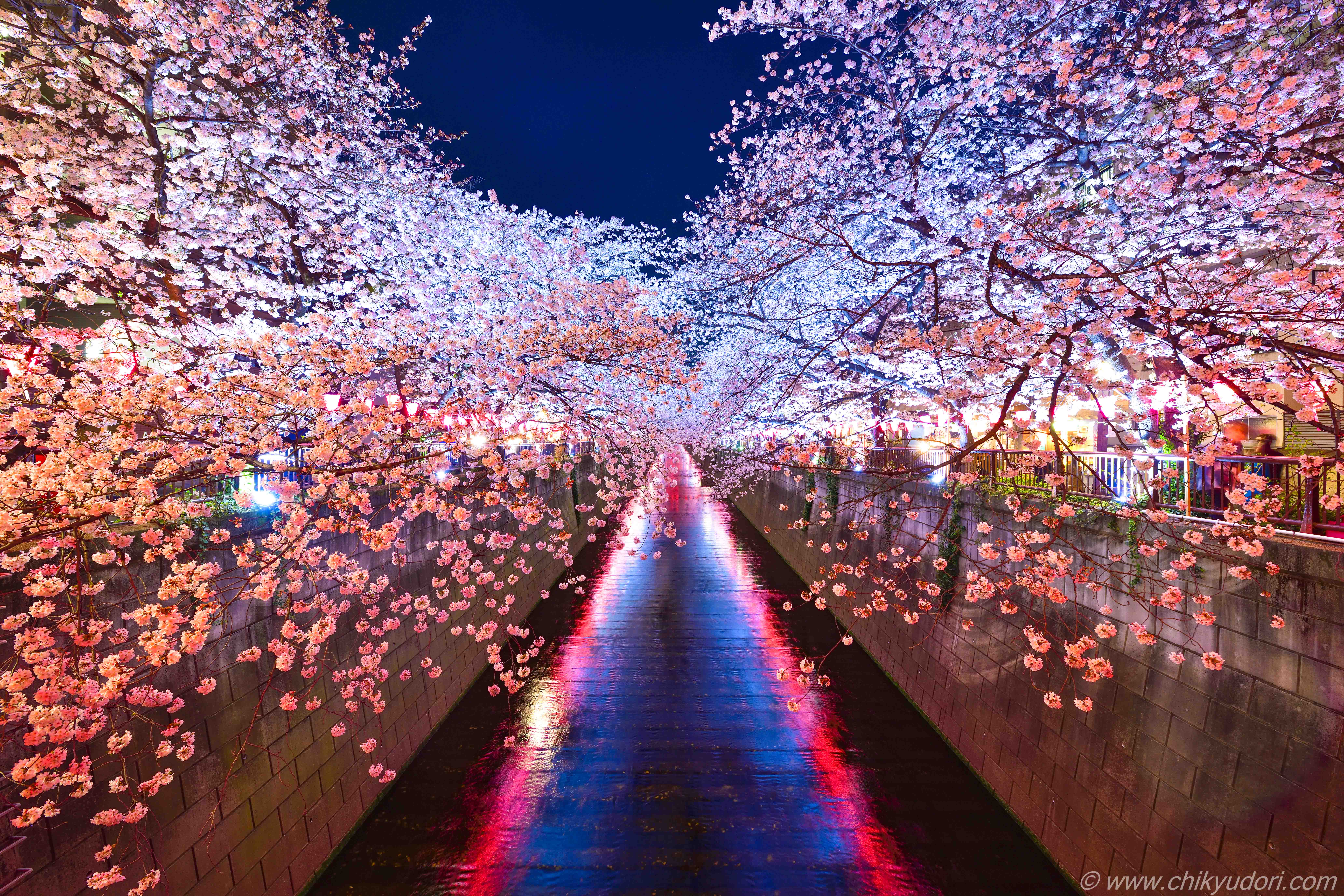 輝く川面 東京都目黒川の夜桜ライトアップ 地球の撮り方