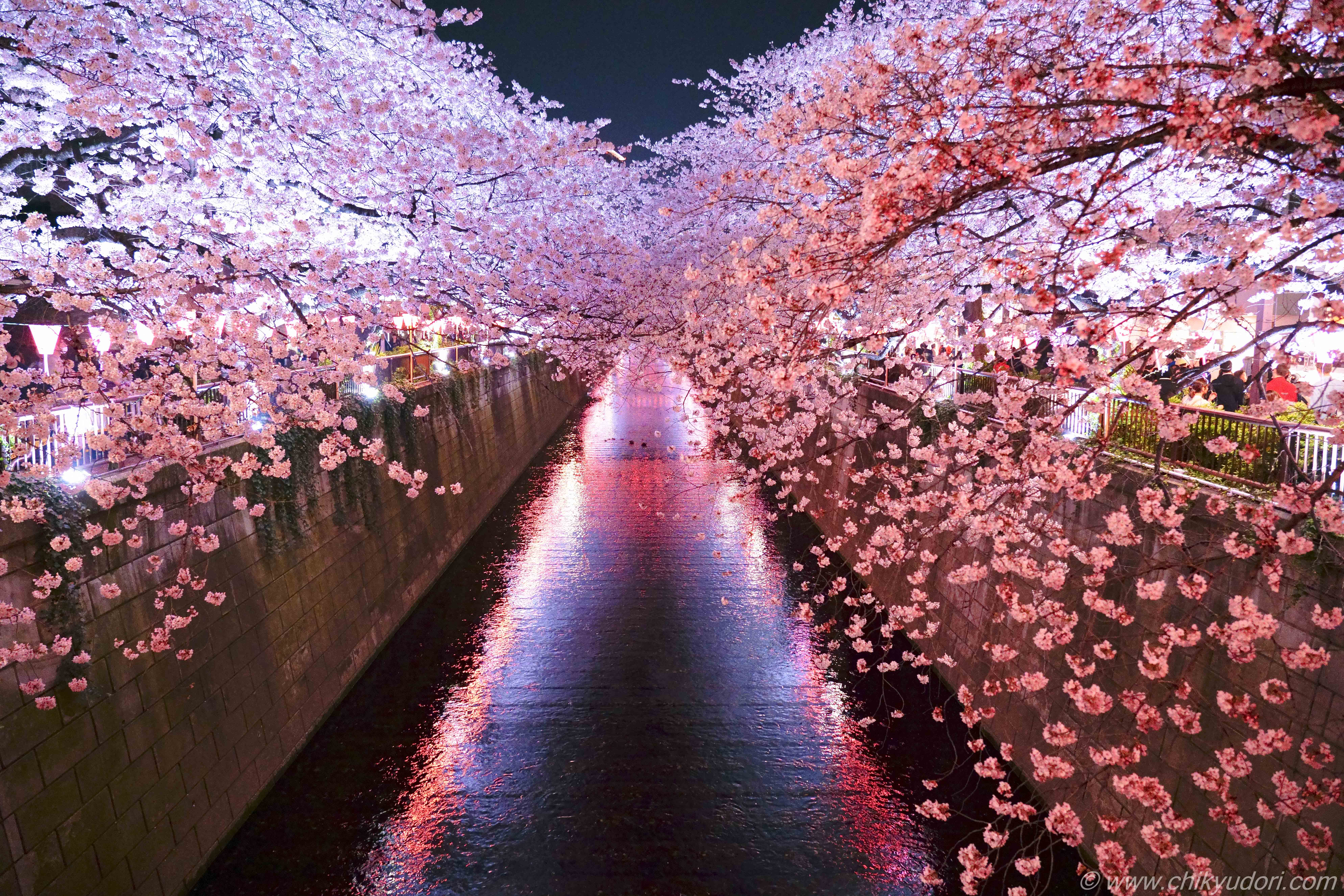 輝く川面 東京都目黒川の夜桜ライトアップ 地球の撮り方