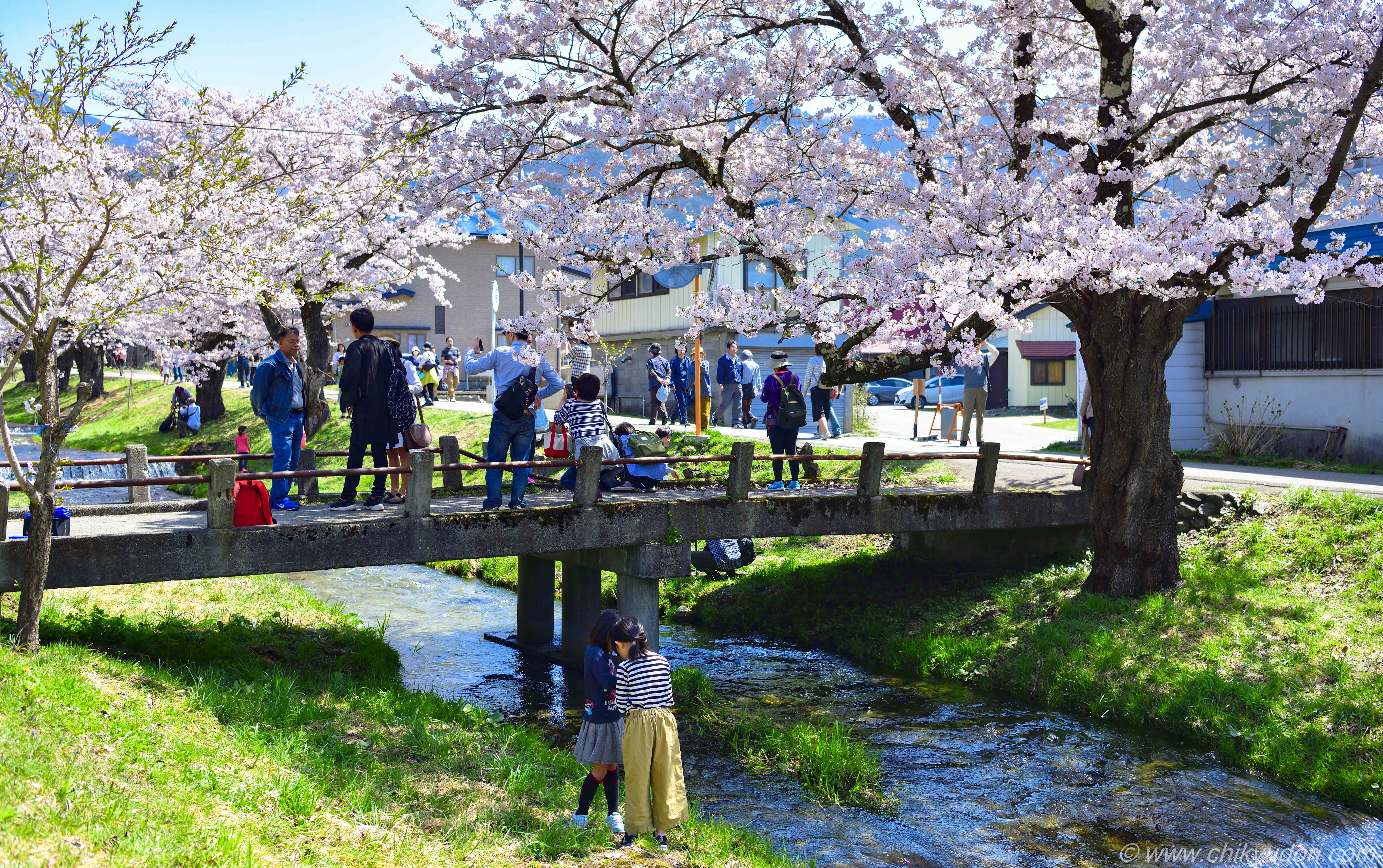 流れ落ちる段々の川と桜の絶景、猪苗代町の観音寺川の桜並木（NDとPL