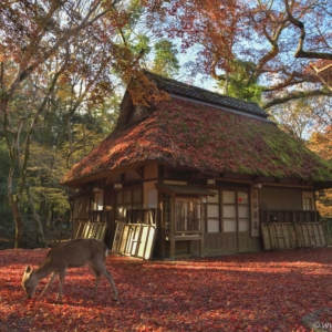まるで昔ばなし、奈良公園の水谷茶屋の散紅葉