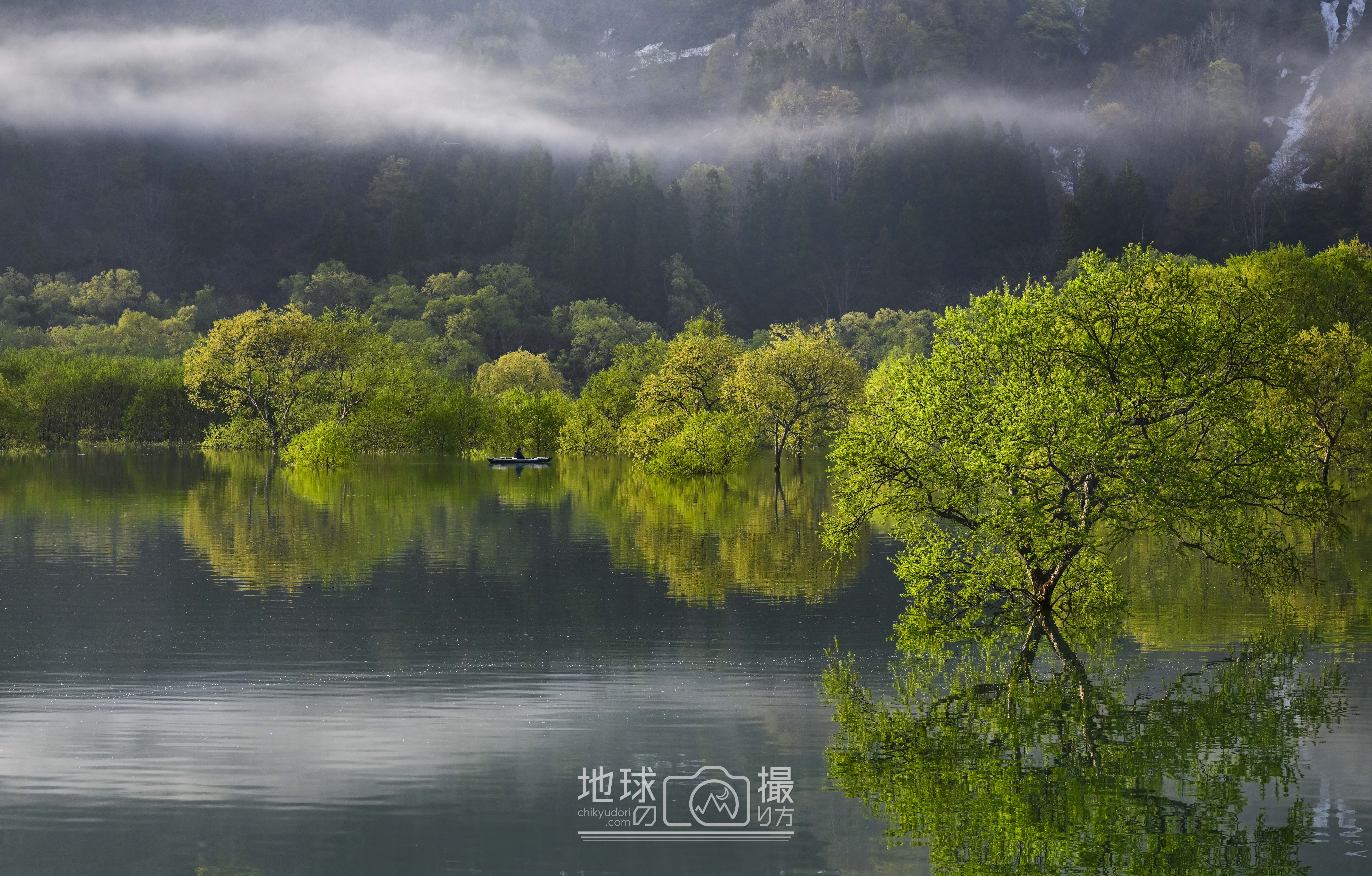 春限定の絶景、水面に浮かぶ新緑の水没林、白川湖 - 地球の撮り方